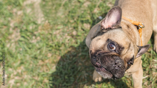 Close up portrait of a French Bulldog © Nastassia