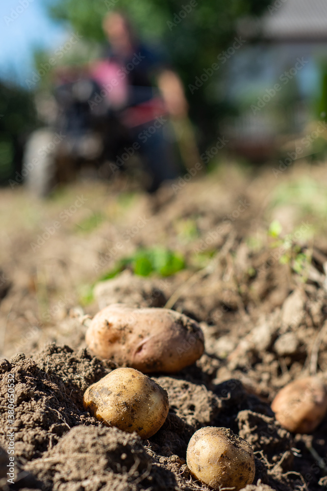 Close up of potatoes in field in front of tractor Close up of potatoes in field in front of tractor