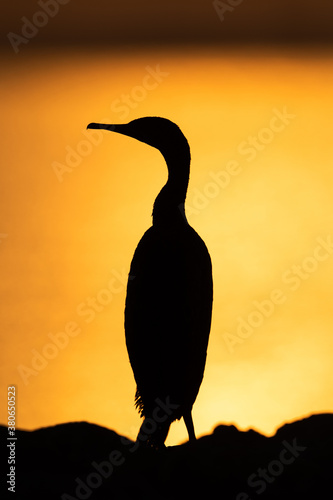 Silhouette of Socotra cormorant during sunrise, Bahrain