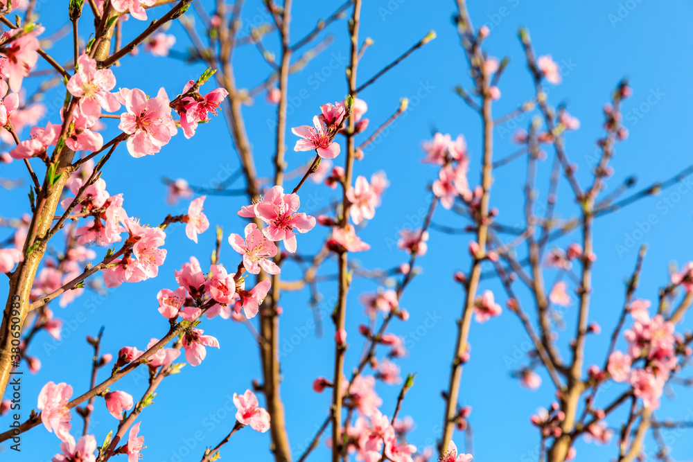 Peach blossoms blooming in the spring garden, China