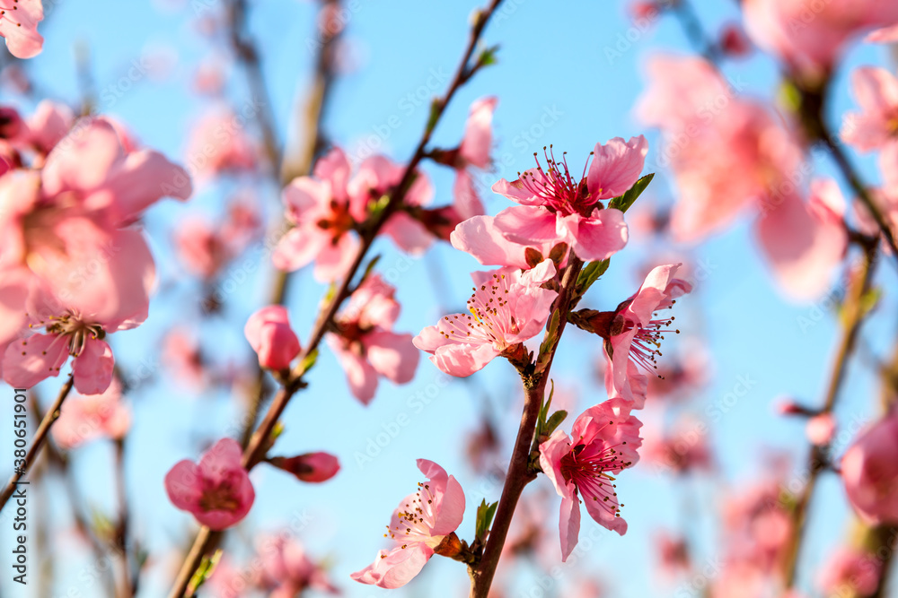 Peach blossoms blooming in the spring garden, China Peach blossoms blooming in the spring garden, China