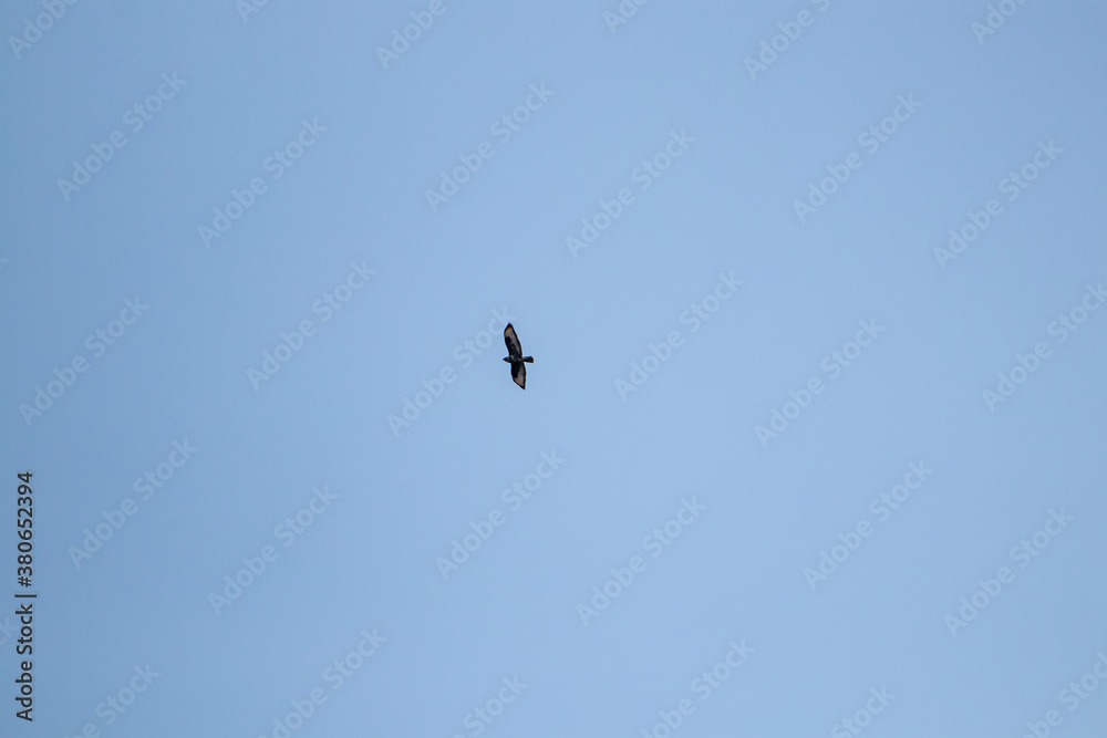 Buteo buteo flying through sky	