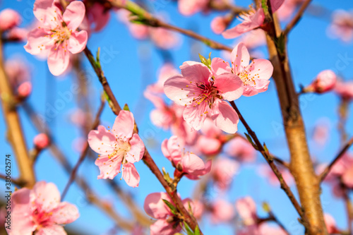 Peach blossoms blooming in the spring garden  China