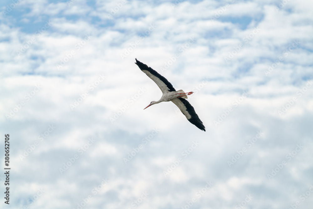 White stork flying in the blue sky White stork flying in the blue sky