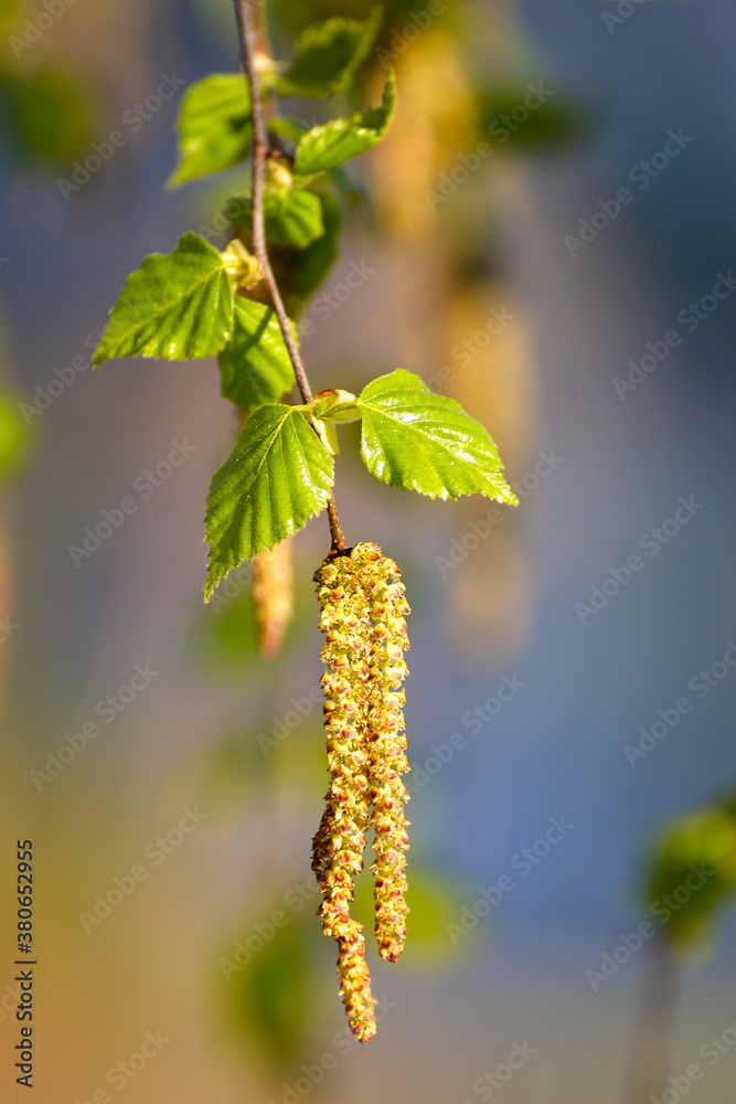 The world of flowering plants The world of flowering plants
