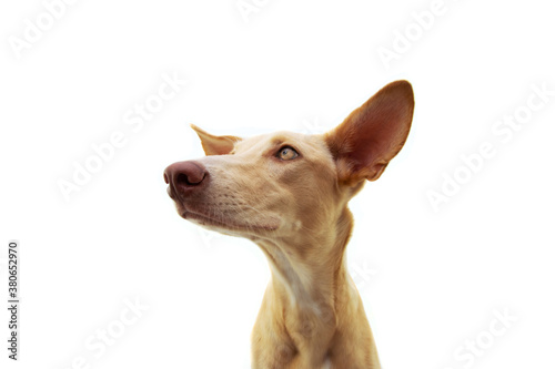 Profile hound puppy dog with big ears up listenning. Isolated on white background.