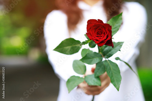Fototapeta Naklejka Na Ścianę i Meble -  close up of young woman hand holding red rose flowers on outdoor background.