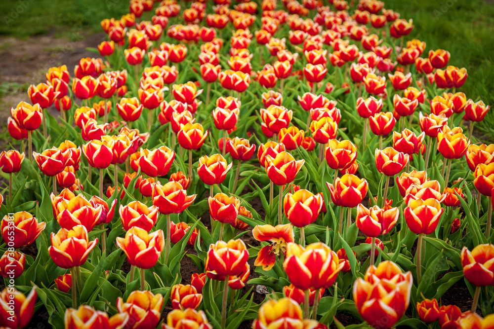 beds with tulips