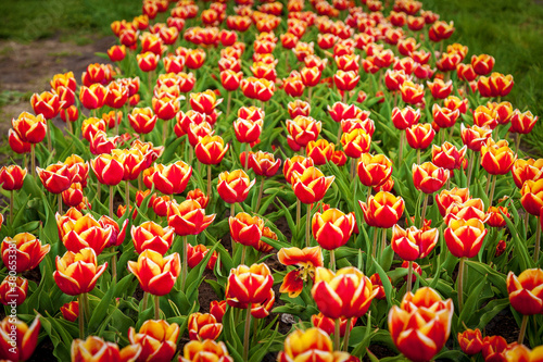 beds with tulips © Oleg