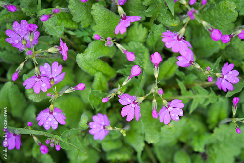 Wallpaper Mural The world of flowering plants Torontodigital.ca