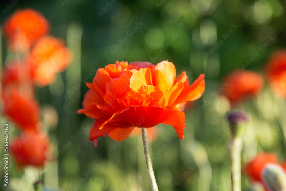 Beautiful red poppies in the field spring day Beautiful red poppies in the field spring day