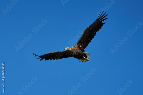 European white-tailed eagle flies with widely spread wings in a blue sky