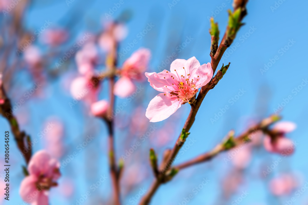Peach blossoms blooming in the spring garden, China Peach blossoms blooming in the spring garden, China