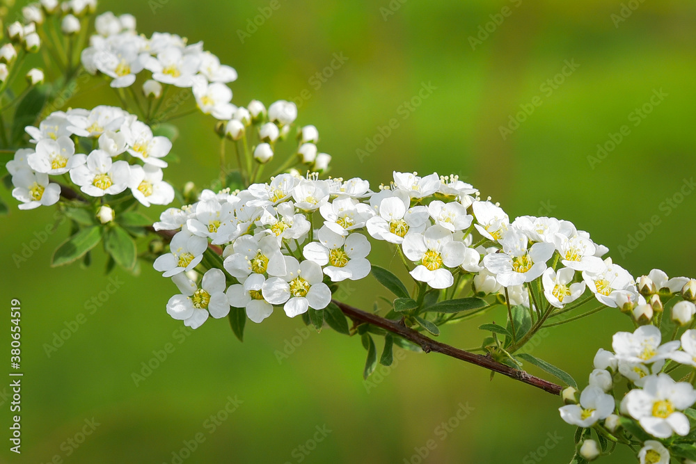 The world of flowering plants