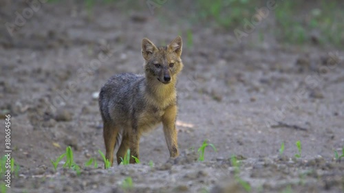 Jackal cub searching for food photo