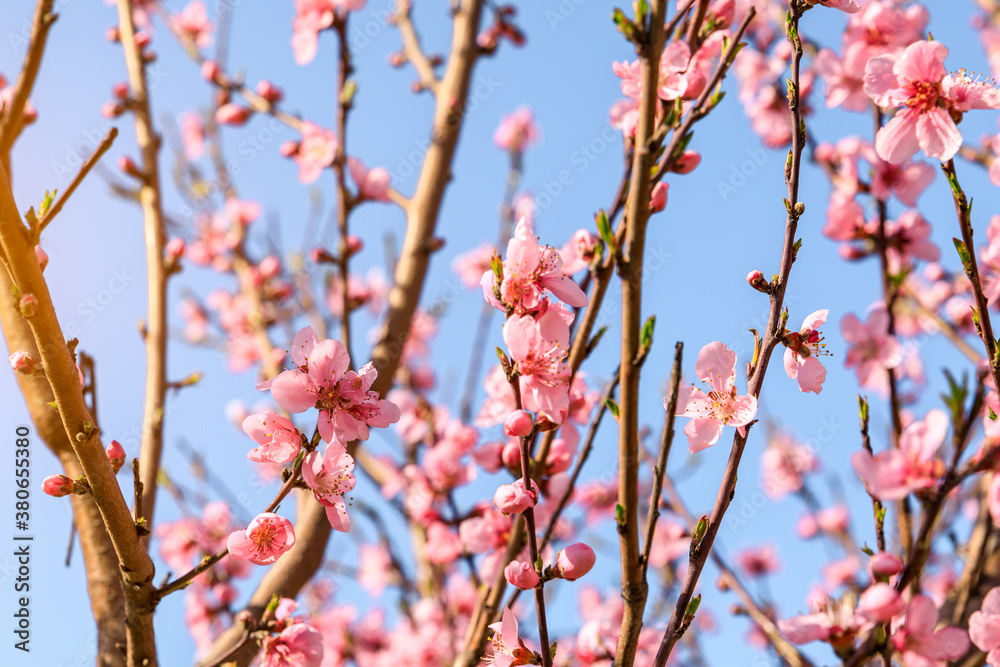 Peach blossoms blooming in the spring garden, China Peach blossoms blooming in the spring garden, China