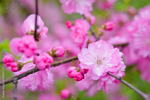 The world of flowering plants