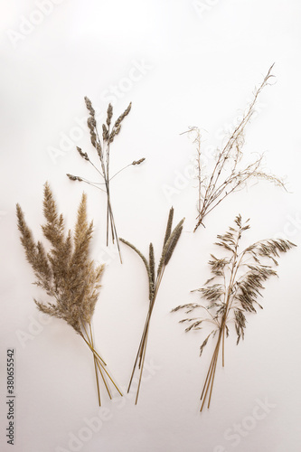 Various dried flowers on a light pink background top view. Dry autumn spikelets