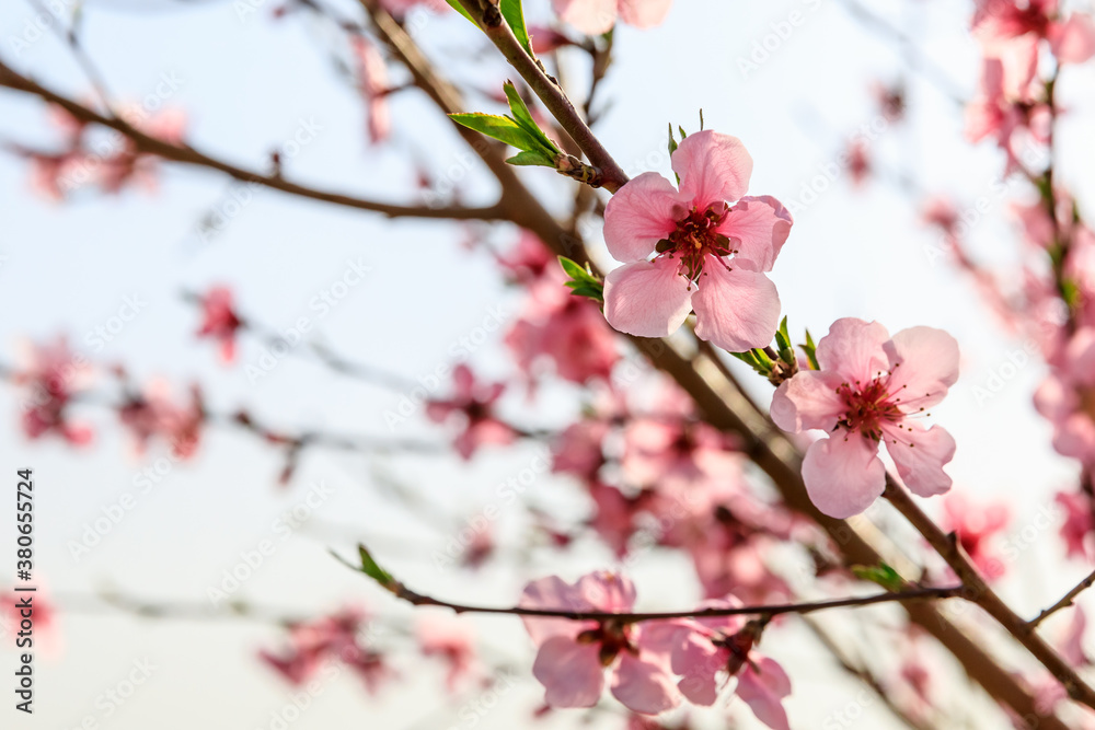 Peach blossoms blooming in the spring garden, China Peach blossoms blooming in the spring garden, China