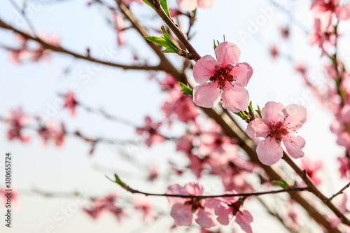 Peach blossoms blooming in the spring garden  China