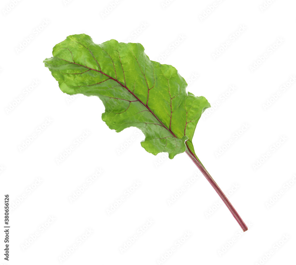 Fototapeta premium Green leaf of beet on white background