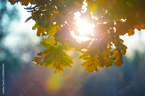 closeup oak tree branch in a forest with varicoloured dry leaves, beautiful autumn outdoor background