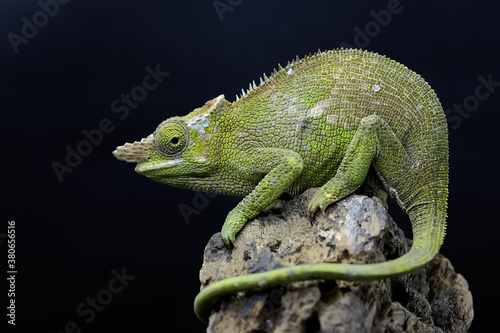A young Fischer's chameleon (Kinyongia fischeri) is sunbathing on dry wood.