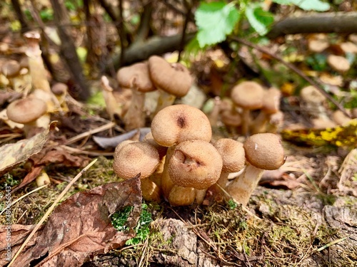 Family oyat mushrooms on stump in autumn forest
