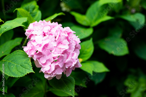 Large deep pink hydrangea blossoms - August summer flower. bush of blooming colorful vibrant pink hydrangeas flowers on its branches and green leaves.
