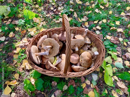 Podberezoviki white mushrooms in a wicker basket in the autumn forest