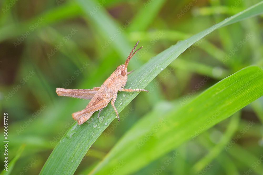 macroworld of insects and plants