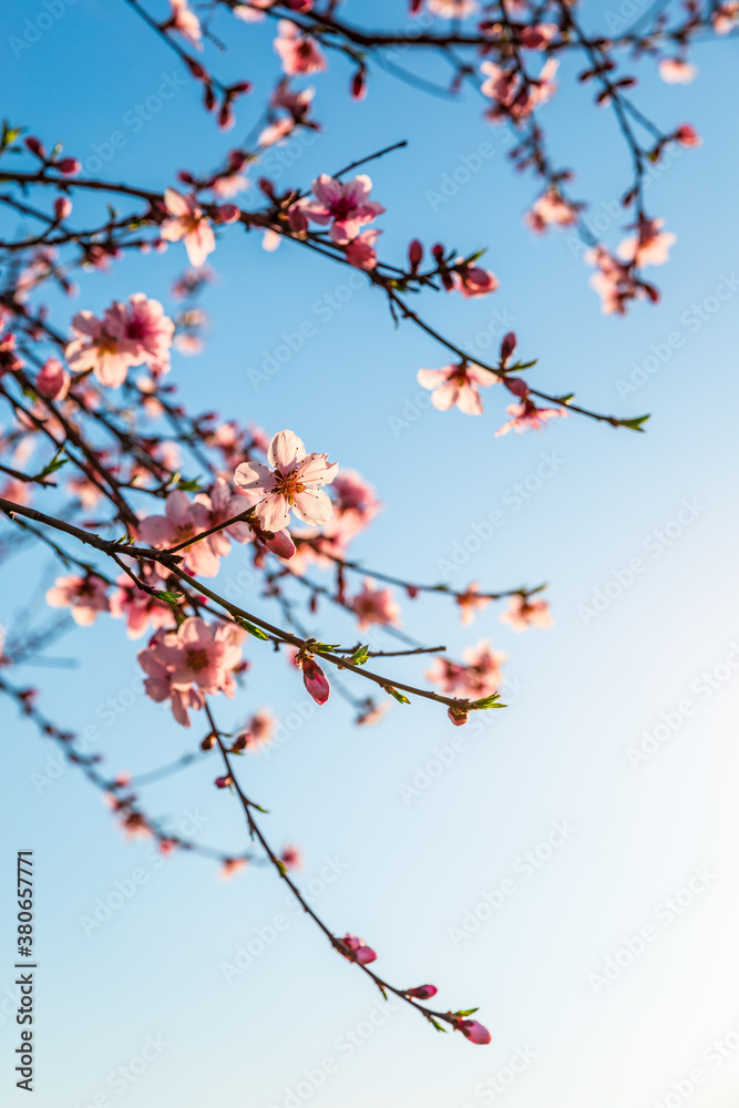 Peach blossoms blooming in the spring garden, China Peach blossoms blooming in the spring garden, China