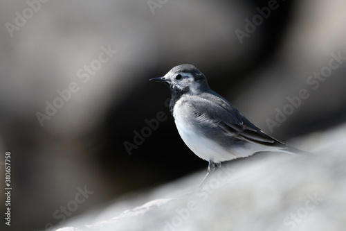 wagtail