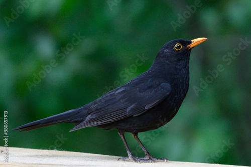 beautiful bird