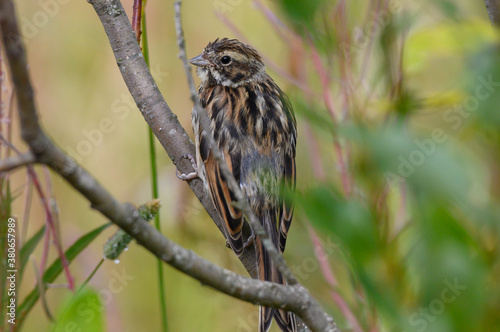 sparrow on a branch