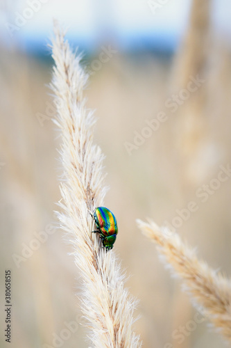 macroworld of insects and plants