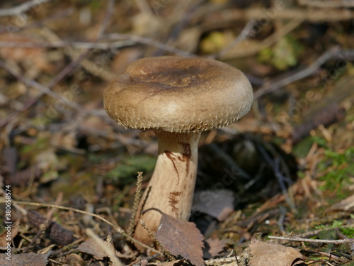 Pilzzeit hat begonnen, ein Kahler Krempling ist mein Model