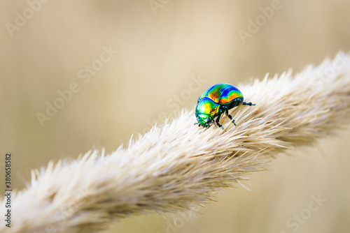 macroworld of insects and plants