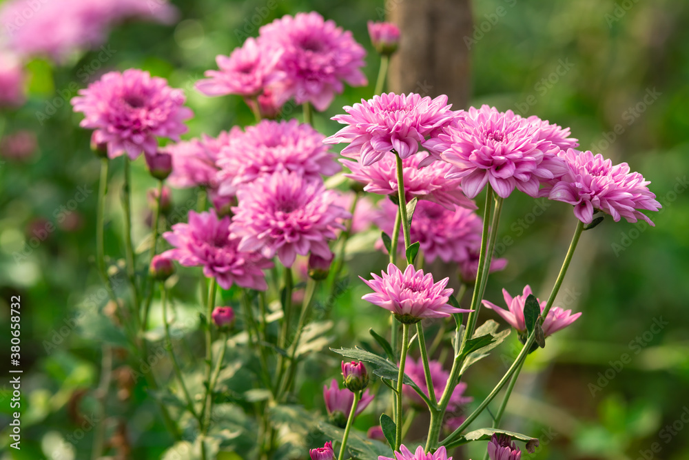 Beautiful chrysanthemums blooming in the garden Beautiful chrysanthemums blooming in the garden