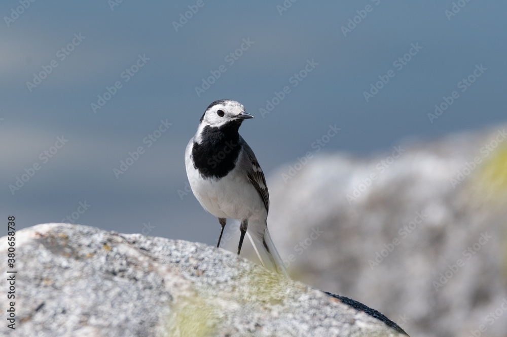 wagtail wagtail