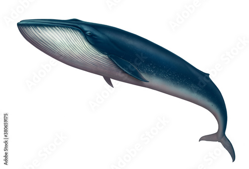 Blue whale great illustration isolate art realistic. photo