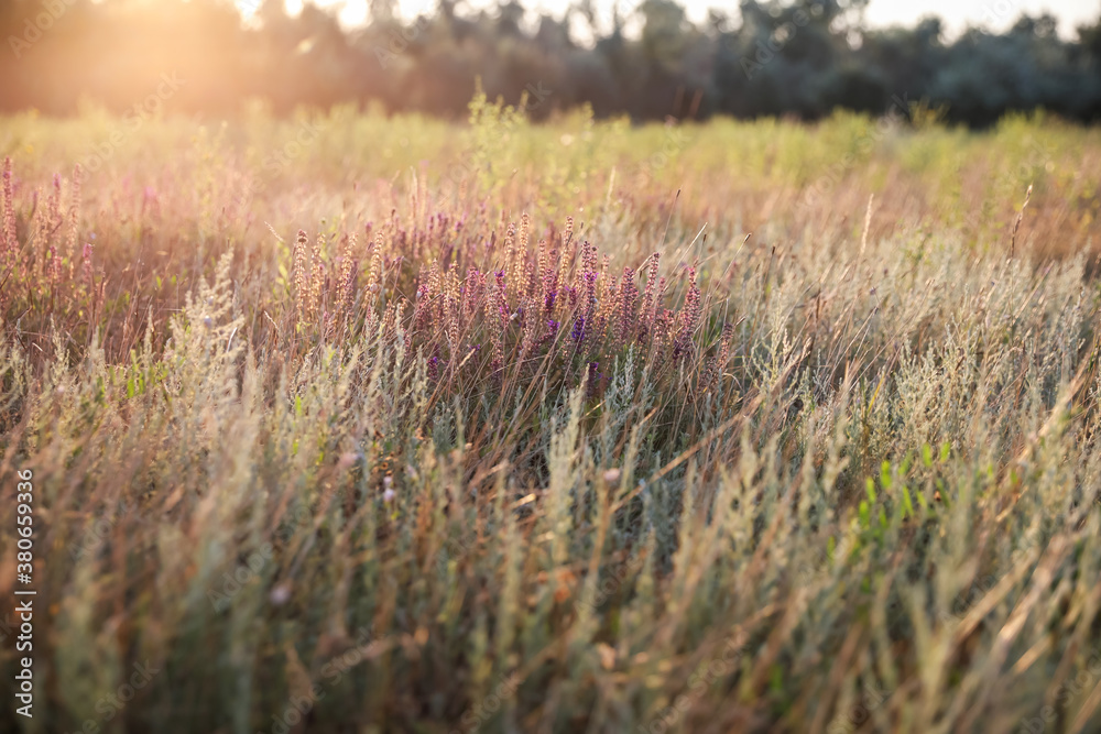 Fototapeta premium Beautiful wild flowers in field at sunrise. Early morning landscape