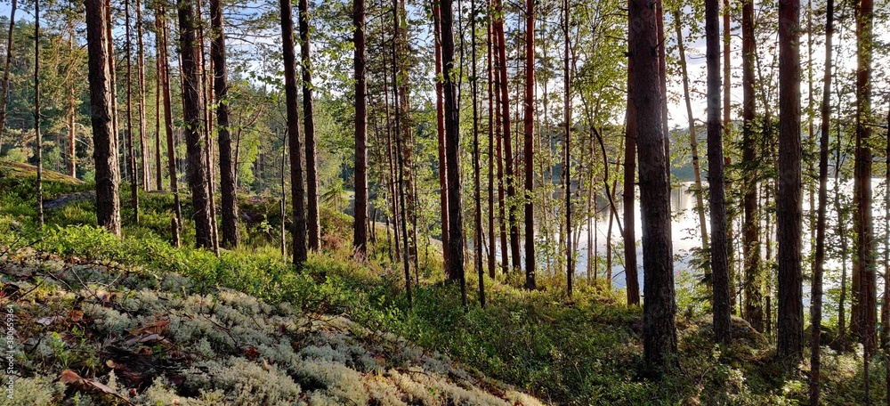 Fototapeta premium forest in the morning