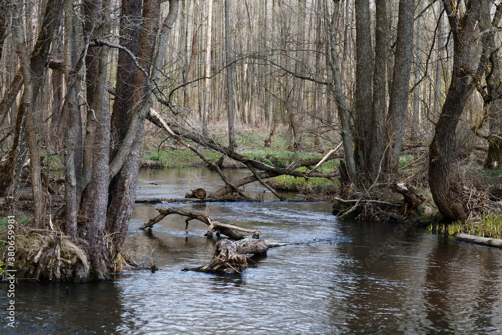 landscape with a small wild river, river banks covered with dry, old grass and fallen trees, early spring landscape with a small wild river, river banks covered with dry, old grass and fallen trees, early spring