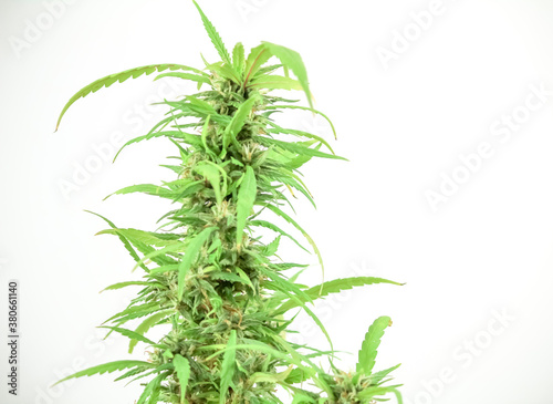 Cannabis sativa plant in the garden