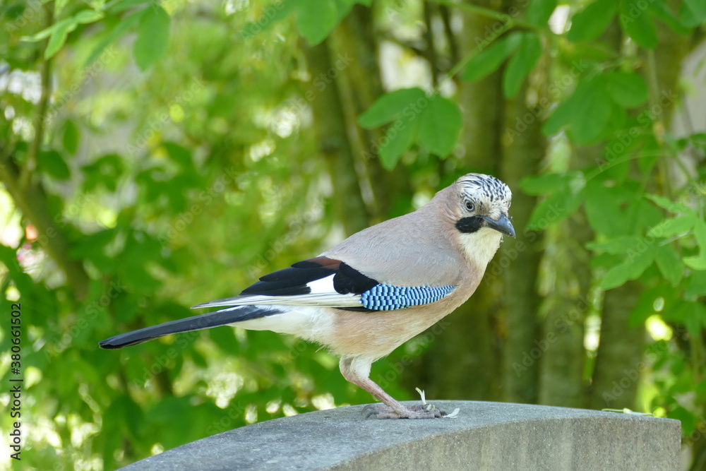 Jaybird perched on stone before green background Jaybird perched on stone before green background