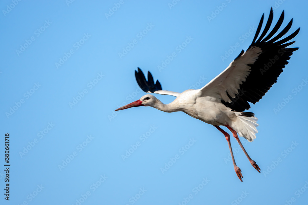Naklejka premium Storch bei der Landung