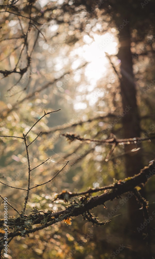 Sunny autumn forest at sunrise.Russian pine forest. Sunny autumn forest at sunrise.Russian pine forest.