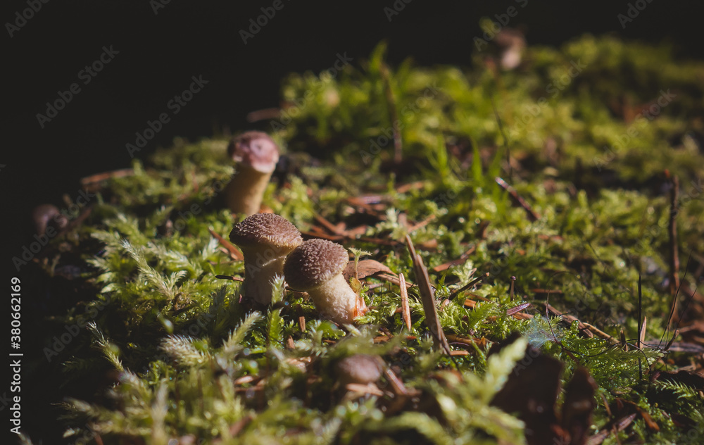 mushrooms in the autumn forest. The background of nature. mushrooms in the autumn forest. The background of nature.