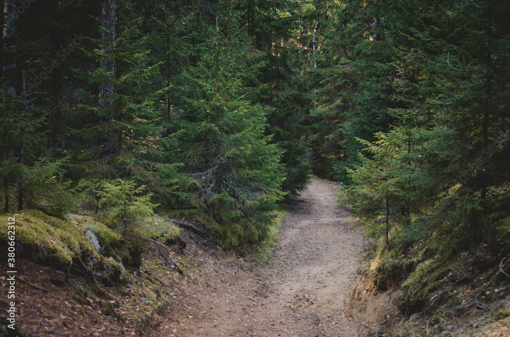 Fototapeta premium Road in a pine forest.Autumn landscape in October